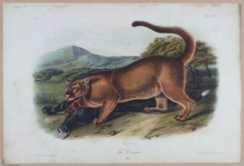E395 - Breiman Audubon animals - i18449