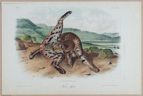 E395 - Breiman Audubon animals - i18450