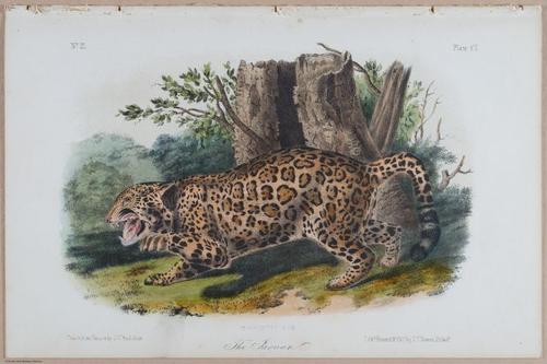 E395 - Breiman Audubon animals - i18451