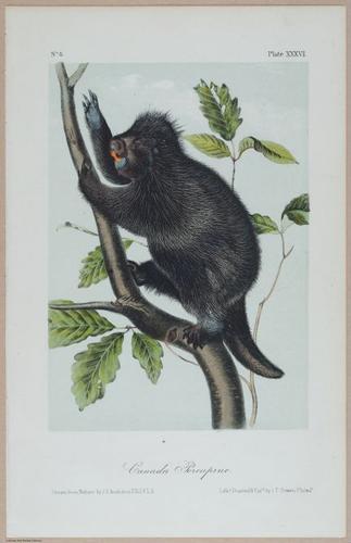 E395 - Breiman Audubon animals - i18452