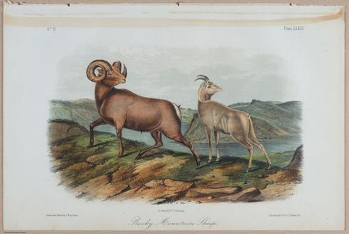 E395 - Breiman Audubon animals - i18379