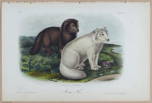 E395 - Breiman Audubon animals - i18400