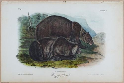 E395 - Breiman Audubon animals - i18406