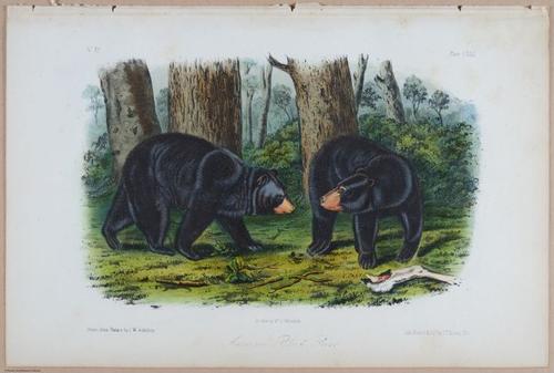 E395 - Breiman Audubon animals - i18429