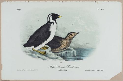 E389 - Black-Throated Guillemot - i18460
