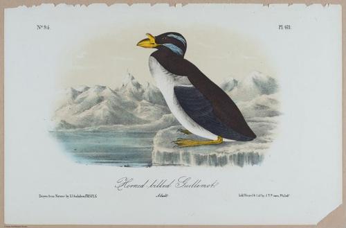 Horn-Billed Guillemot - i18461