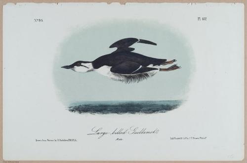Large-Billed Guillemot - i18462