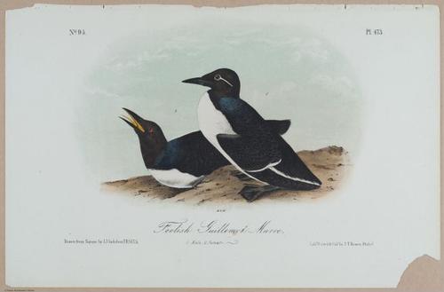 Foolish Guillemot-Murre - i18463
