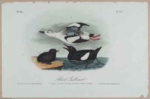 Black Guillemot - i18464