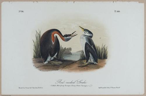 Red-Necked Grebe - i18465