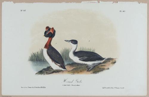 Horned Grebe - i18466