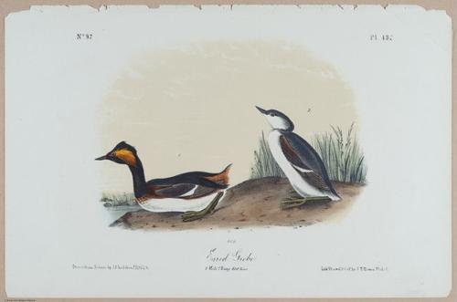 Eared Grebe - i18467