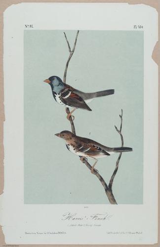 Harris' Finch - i18468