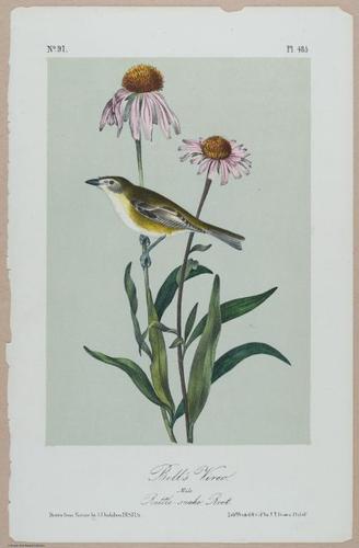 Bell's Vireo - i18469