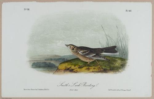 Smith's Lark Bunting - i18470