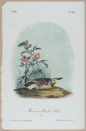 Missouri Meadow Lark - i18472