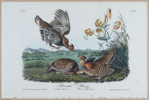 Pinnated Grouse - i18475