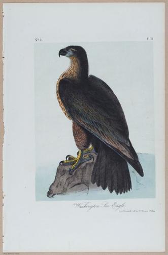 Washington Sea Eagle - i18477