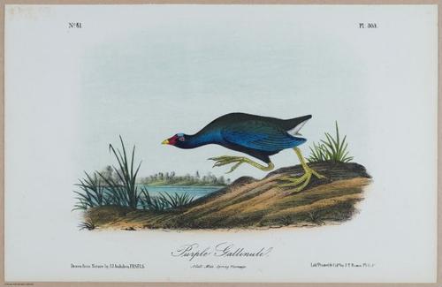 Purple Gallinule - i18478