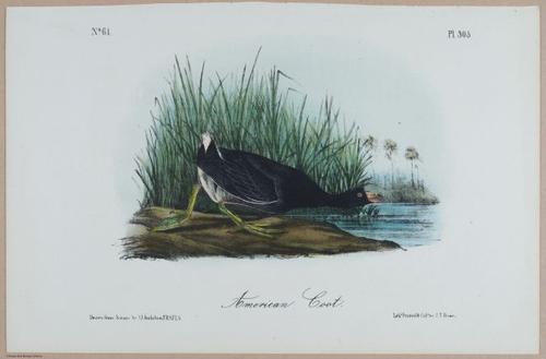 American Coot - i18479