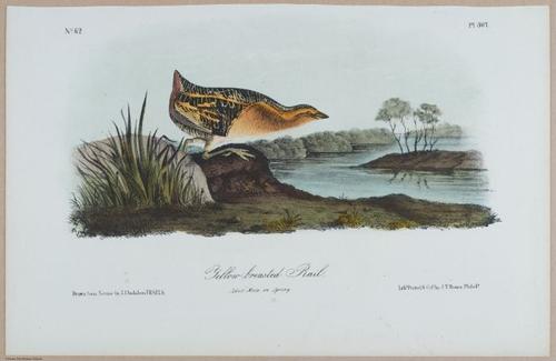 Yellow-Breasted Rail - i18481