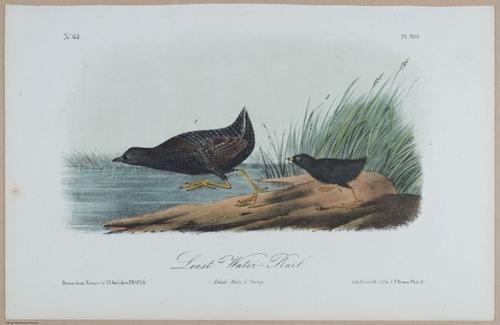 Least Water-Rail - i18482