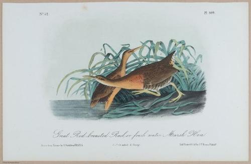Red-Breasted Rail, or Freshwater Marsh Hen - i18483