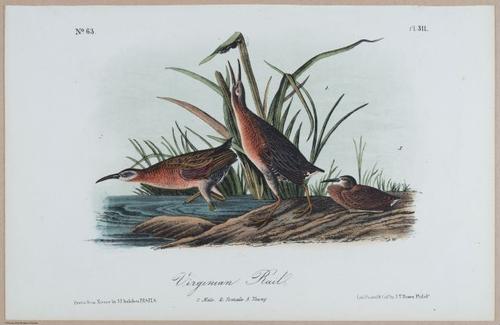 Virginian Rail - i18484
