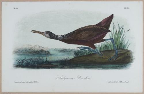 Scolopaceous Courlan - i18485
