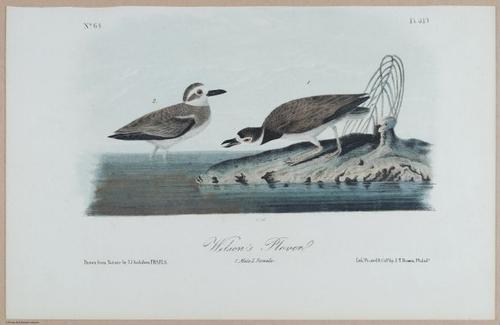 Wilson's Plover - i18486