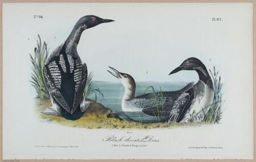 Black-throated Diver - i18489