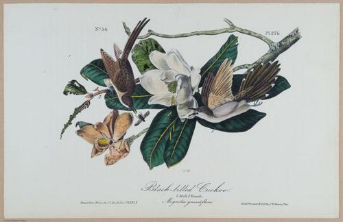 Black-billed Cuckoo - i18491
