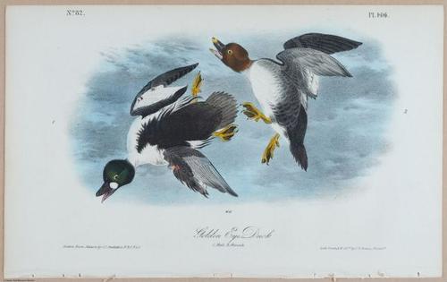 Golden Eye Duck - i18492