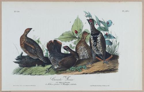 Canada Grouse - i18498