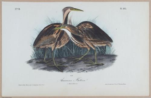 American Bittern - i18499