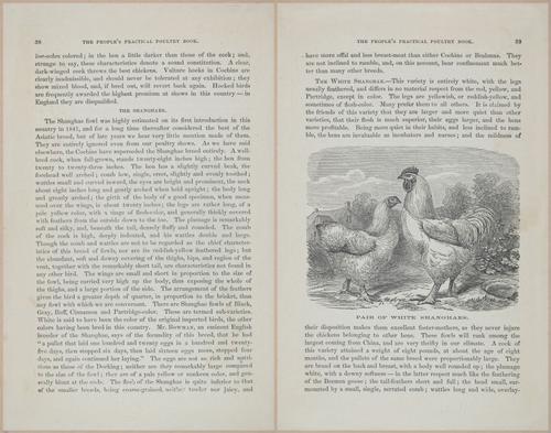 E400 - Practical Poultry Book - 1871 - 16716-16717