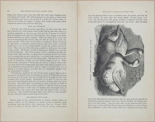 E400 - Practical Poultry Book - 1871 - 17076-17077