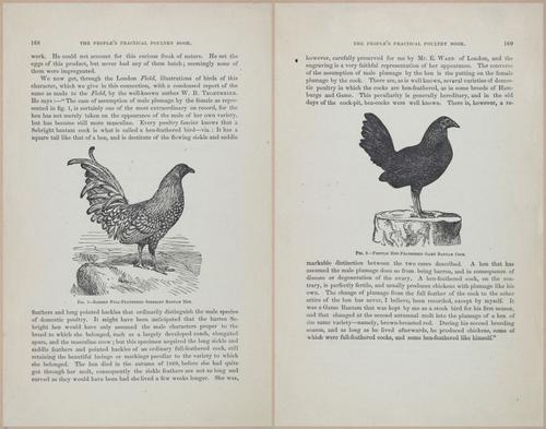 E400 - Practical Poultry Book - 1871 - 17154-17155