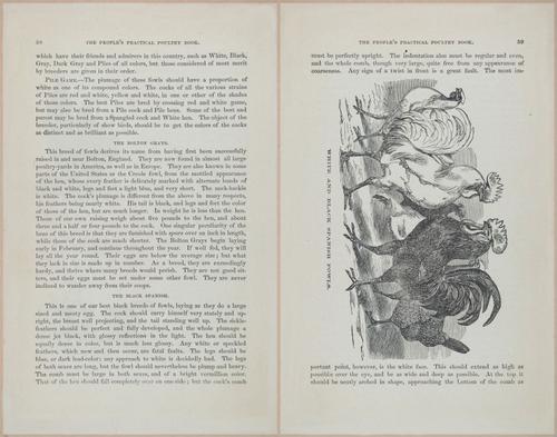 E400 - Practical Poultry Book - 1871 - 17044-17045