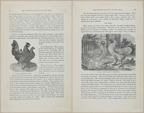 E400 - Practical Poultry Book - 1871 - 17054-17055