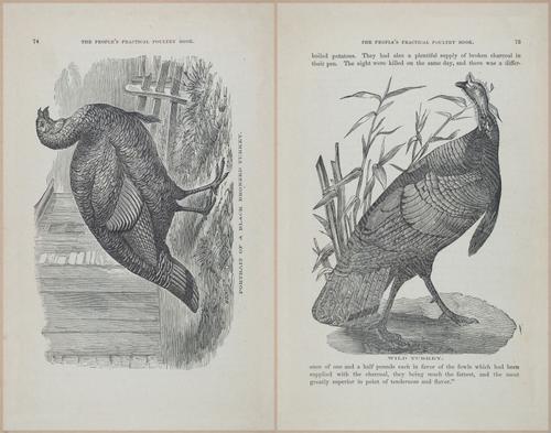 E400 - Practical Poultry Book - 1871 - 17060-17061