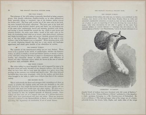 E400 - Practical Poultry Book - 1871 - 17062-17063