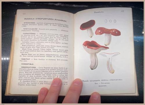 E409 - Les Champignons - i7082
