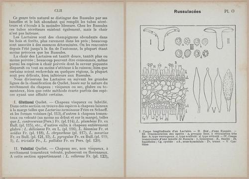 E409 - Les Champignons - i19318-19319