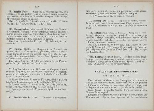 E409 - Les Champignons - i19322-19323