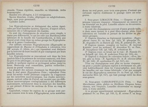 E409 - Les Champignons - i19324-19325