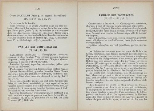 E409 - Les Champignons - i19328-19329