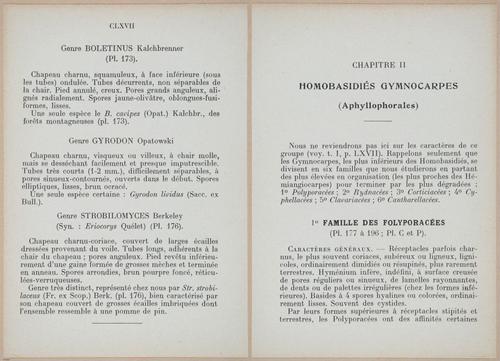 E409 - Les Champignons - i19334-19335