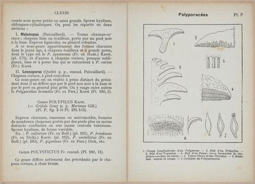 E409 - Les Champignons - i19340-19341