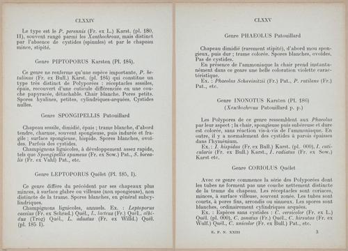 E409 - Les Champignons - i19342-19343